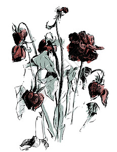 一幅干玫瑰图插图花朵植物孤独花园叶子花瓣艺术草图图片