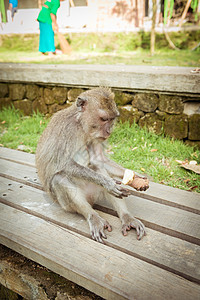 乌布德巴厘的猴子动物猕猴父母木头俘虏跳蚤保护哺乳动物猿猴帮助图片