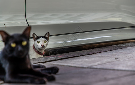 饿得咕咕叫可爱的猫街道高清图片