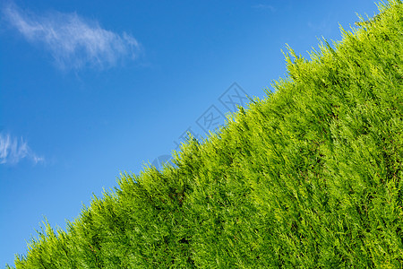 在蓝天背景上种植绿色树篱 绿色围栏图片