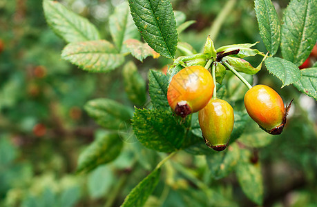 园里的果实食物植物学浆果季节收成植物群植物灌木蔷薇草本植物图片