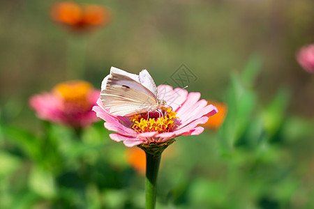 花上的白蝴蝶 大自然的美丽图片