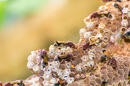 自然中的黄蜂和黄蜂巢黄色蜂巢蜂窝黑色建筑六边形野生动物殖民地橙子家庭图片