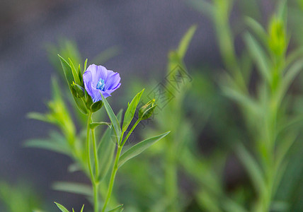 春天一朵青蓝的花朵图片