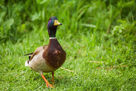 一只近身野鸭 绿头公鸭在岸边的草地上行走图片