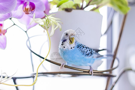 一只美丽的蓝毛鸭坐在房子植物上没有笼子坐着 在家里有热带鸟类荒野翅膀白色眼睛羽毛蓝色野生动物叶子绿色异国图片