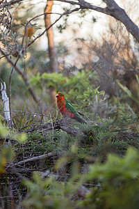 澳大利亚国王鹦鹉在树上绿色红色肩胛骨翅膀动物群羽毛动物男性野生动物公园图片