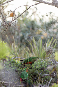 澳大利亚国王鹦鹉在树上翅膀动物群红色公园动物野生动物男性荒野绿色肩胛骨图片