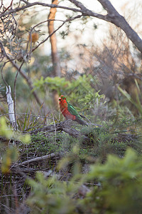 澳大利亚国王鹦鹉在树上动物野生动物羽毛男性肩胛骨绿色动物群公园翅膀红色图片
