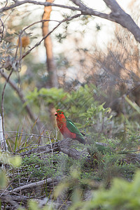 澳大利亚国王鹦鹉在树上动物群公园动物野生动物绿色红色肩胛骨翅膀羽毛荒野图片
