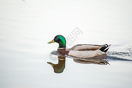 绿头野鸭在湖上游泳 水中反射出来图片