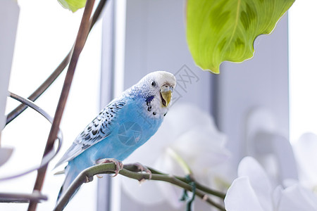 一只美丽的蓝毛鸭坐在房子植物上没有笼子坐着 在家里有热带鸟类男性鹦鹉野生动物翅膀叶子绿色眼睛羽毛动物情调图片