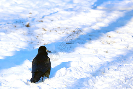 一只小黑乌鸦在冬天的雪中坐着图片