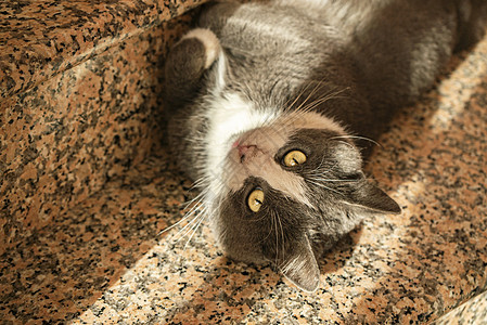 楼梯上可爱的猫卷在楼梯上图片