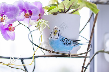 一只美丽的蓝毛鸭坐在房子植物上没有笼子坐着 在家里有热带鸟类眼睛情调白色异国鹦鹉羽毛动物叶子绿色蓝色图片