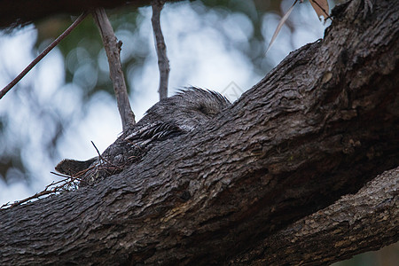 在树枝上躺着的 陶尼弗格茅斯荒野猫头鹰捕食者夜鹰松树奶油翅膀智力动物野生动物图片