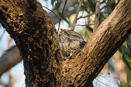 在树枝上躺着的 陶尼弗格茅斯智力捕食者红豆杉夜鹰猫头鹰松树奶油动物荒野羽毛图片