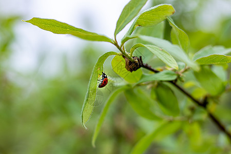 树枝上有绿叶的Ladybug甲虫野生动物动物昆虫背景公园森林植物花园叶子翅膀图片