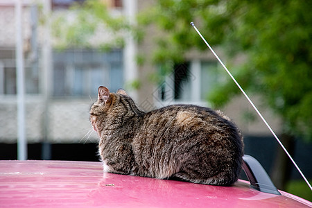 猫咪坐在车顶上图片