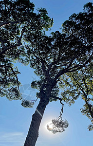 森林和自然中的树木荒野植物全景小路季节云杉木头林地风景墙纸图片