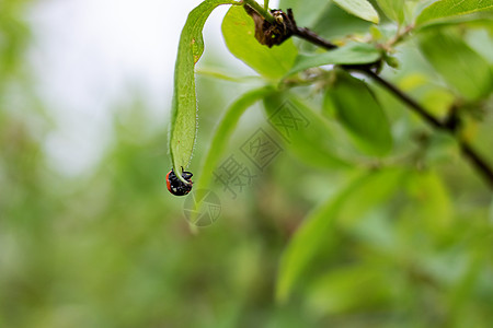 树枝上有绿叶的Ladybug甲虫生物学枝条宏观花园翅膀漏洞荒野叶子森林野生动物图片