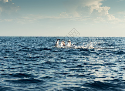 太平洋海豚岛海景荒野动物海洋瓶子海浪哺乳动物游泳旅行跳跃图片
