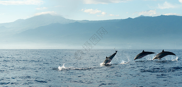 太平洋海豚岛瓶子力量荒野生活边界海洋海浪游泳旅行保护图片