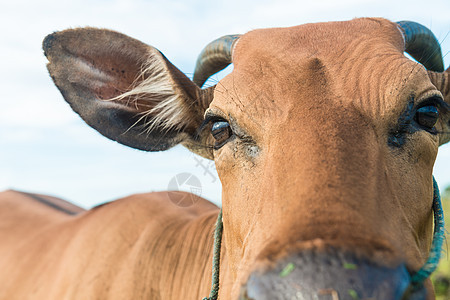 可爱的奶牛闭合动物耳朵微笑奶制品舌头牧场蓝色家畜阳光农田图片