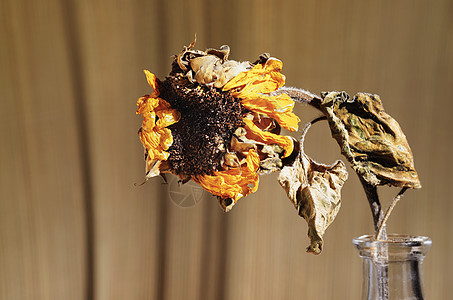 花瓶中干燥的向日葵图片