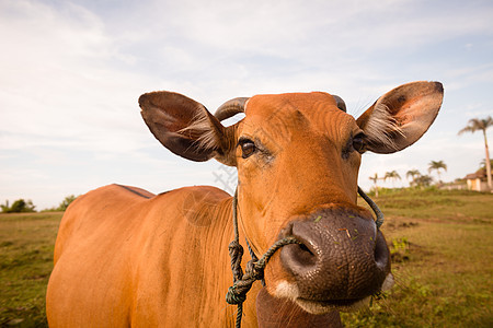 可爱的奶牛闭合耳朵鼻子农场动物奶制品哺乳动物舌头阳光家畜场地图片