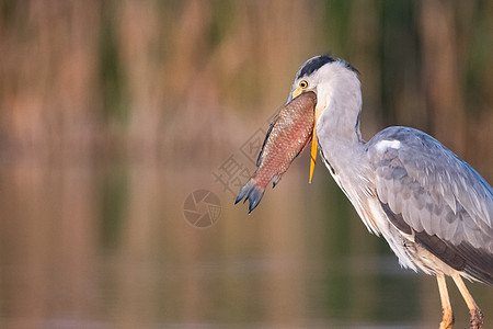Egret 鸟类喂食动物白鹭大道食物栖息地苍蝇沼泽野生动物荒野池塘图片