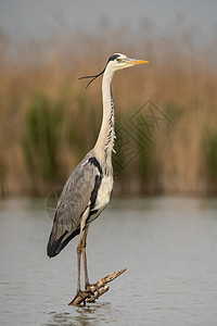 Egret 鸟动物栖息地白鹭苍蝇沼泽野生动物食物大道荒野图片