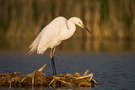 Egret 鸟动物白鹭栖息地沼泽荒野野生动物大道图片