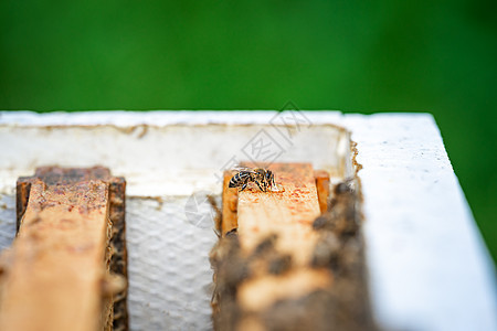 蜂蜜在蜂巢里吸花蜜图片