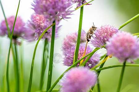 青蜜蜂在绿色农庄花园的花洋葱草本植物花园叶子宏观烹饪植物学美人鱼香葱美食图片