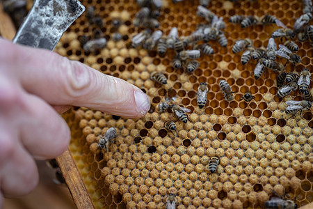 养蜂员检查养蜂时用蜡架对养蜂的蜜蜂进行检查蜂房蜂蜜工作蜂窝六边形养蜂人框架盒子细胞梳子图片