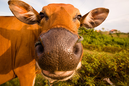 可爱牛牛微笑奶牛动物鼻子农田牧场家畜场地舌头牛肉图片