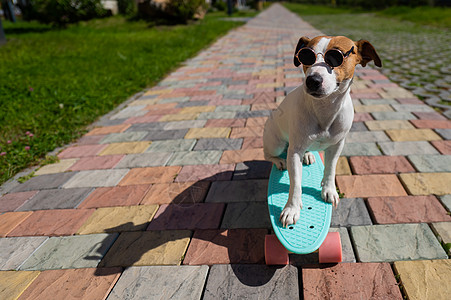 太阳镜里的杰克罗瑟尔泰瑞狗 在阳光明媚的夏天骑着滑板到户外玩耐力速度小狗设施宠物动物爱好驾驶平衡滑冰图片