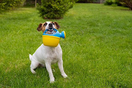 狗杰克罗素泰瑞站在草坪上 拿着水罐帮助爱好朋友种植诡计犬类村庄乡村草地宠物图片