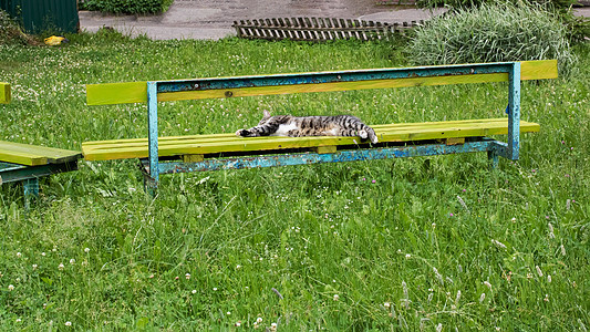 无家可归的灰猫 睡在长椅上成人宠物流浪休息小憩街道动物条纹爪子灰色图片