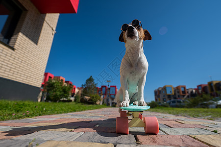 太阳镜里的杰克罗瑟尔泰瑞狗 在阳光明媚的夏天骑着滑板到户外玩木板行动小狗喜悦困惑平衡爱好运动诡计滑冰图片