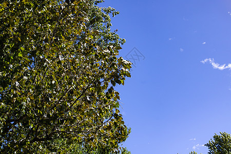树枝上的绿叶 与蓝色的天空相对图片
