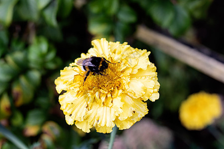 大黄蜂坐在黄色花朵的缝隙上图片