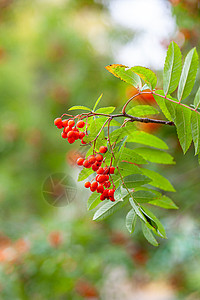 在模糊的绿色背景下 在山上划一条灰浆枝橙子季节水果树枝食物公园植物叶子蓝色衬套图片