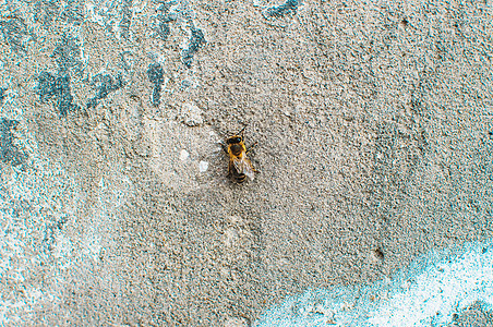 有磨损水平方向顶视图的旧灰色混凝土墙 在混凝土墙上的蜜蜂 复制空格图片