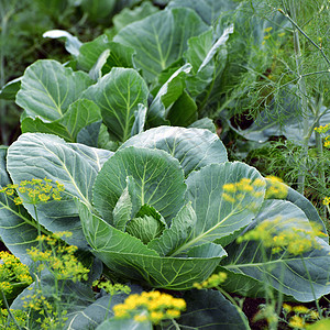 年青的卷心菜在市场花园里生长食物杂货店农场叶子框架搭讪蔬菜营养草地树叶图片