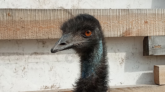 澳大利亚Emu鸟的肖像 澳大利亚Emu鸟的近距离接近图片