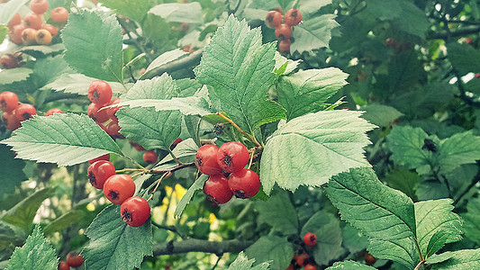 红棕榈树的果实 Crataegus 俗称“ 刺头 梅树 白角和青莓”图片