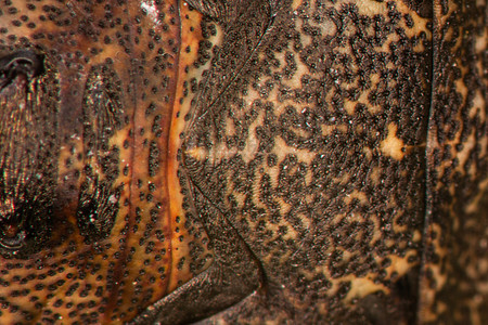 棕树虫害虫棕色昆虫臭虫触角骨骼植物积分树虫翅膀图片