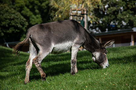 驴吃驴蹄类尾巴奇趾野生动物坐骑家畜动物耳朵农场哺乳动物图片